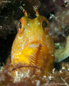 Blenny. Calanques de Cassis. Canon G10, UCL165 & Inon D2000. by Bea & Stef Primatesta 